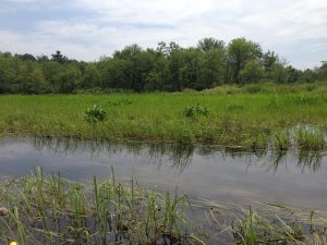 A stream running through green wetlands with trees in the background. 